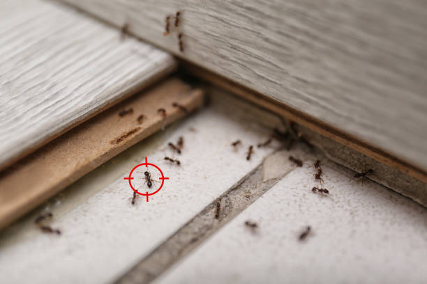 Pest Prevention Services in Somers, WI