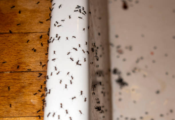 Best Pest Prevention Services  in Somers, WI