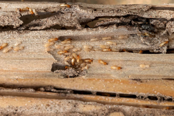 Spider Control Near Me in Somers, WI
